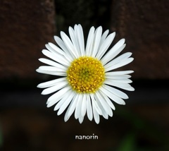 直径2センチの花。