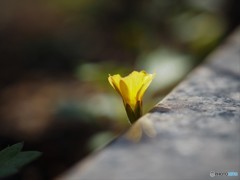 1㎝もない花