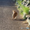 「こっちおいで」　のらにゃん２