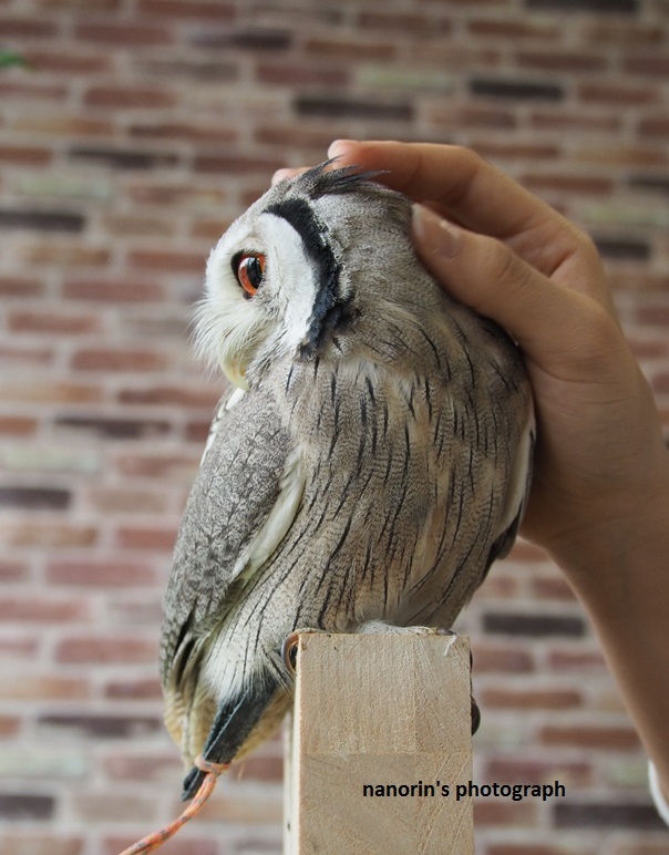 ２　フクロウカフェ