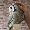 ２　フクロウカフェ