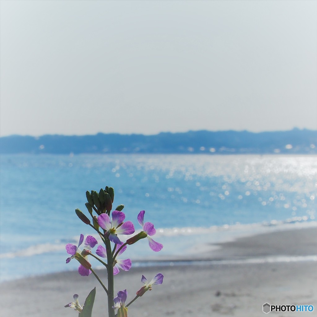 キラキラ　と　花大根