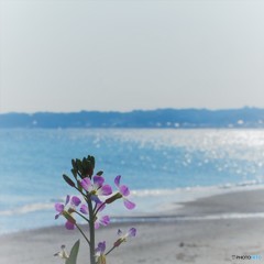 キラキラ　と　花大根