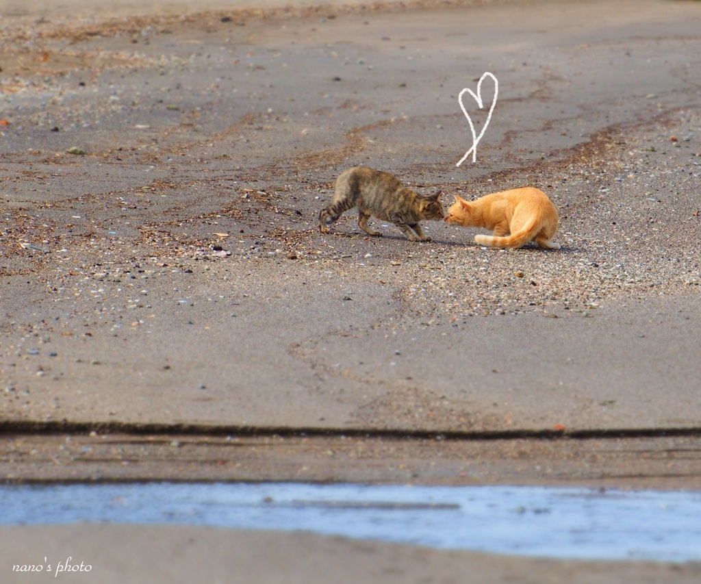 静かな漁港の猫たちでした♪