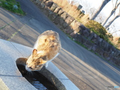 「そそ　飲みたかったの」　のらにゃん4