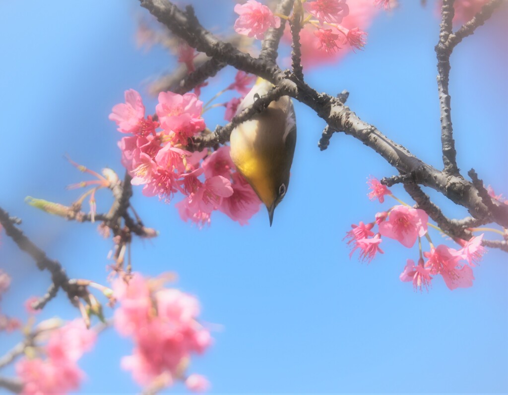 2020　春が来た