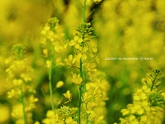 なのりんの菜の花。