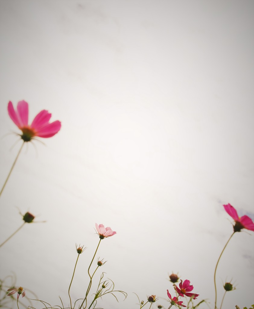 nano cosmos6
