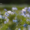 ネモフィラ　ほわほわ。