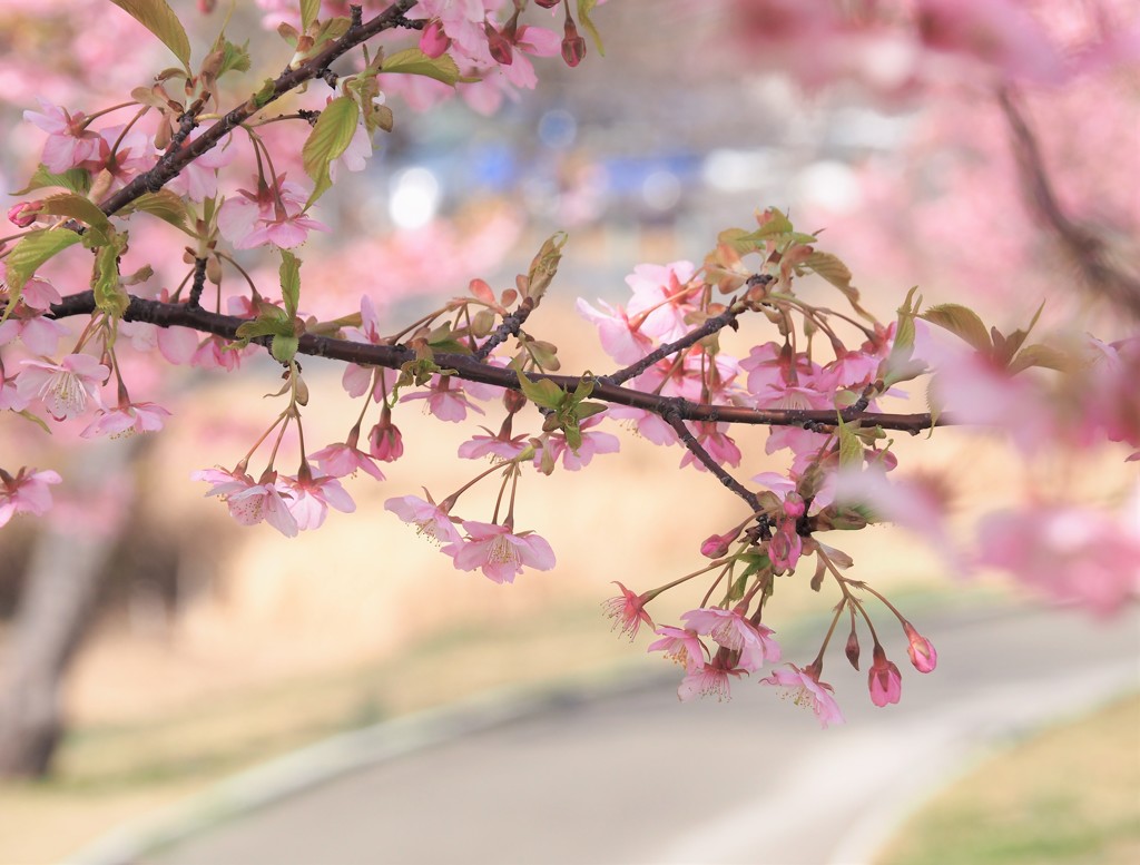 河津桜