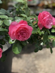 レオナルド ダビンチ