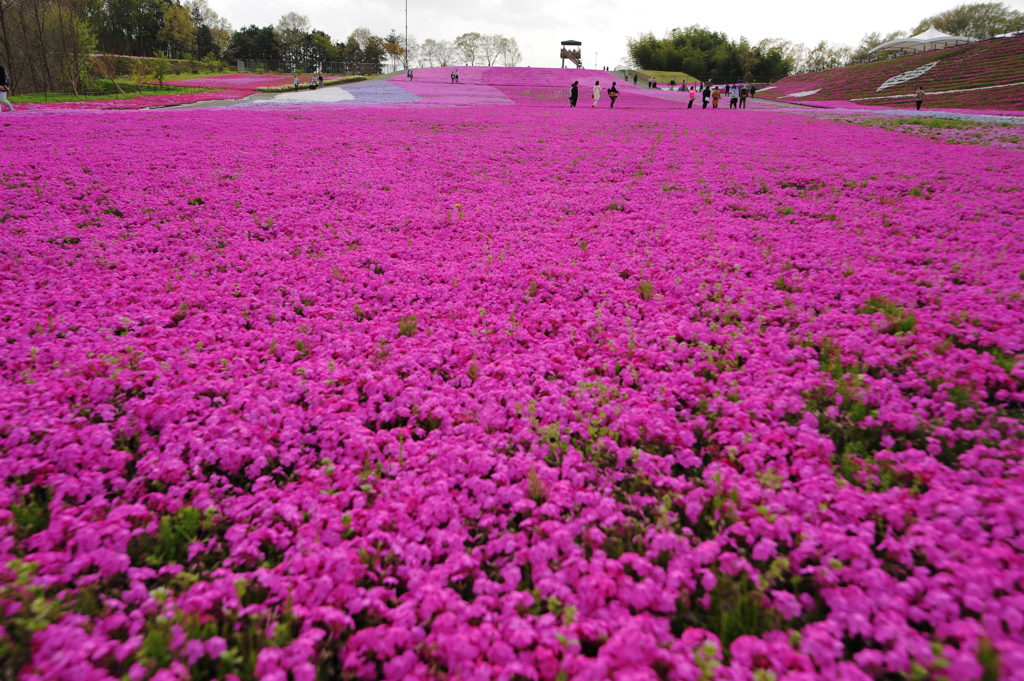 市貝町 芝桜公園 By ミヤマ Id 写真共有サイト Photohito