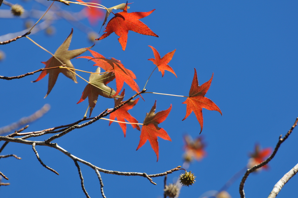 奥久慈でみつけた紅葉2