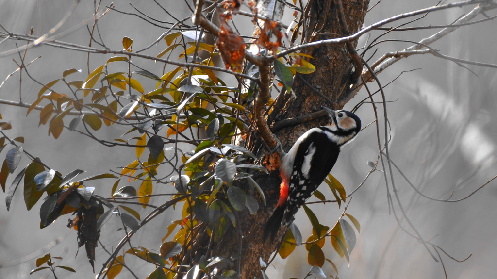 水郷の森　アカゲラ