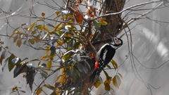 水郷の森　アカゲラ