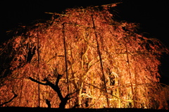 寺院の片隅にあった夜桜