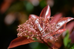 レットロビンの花芽