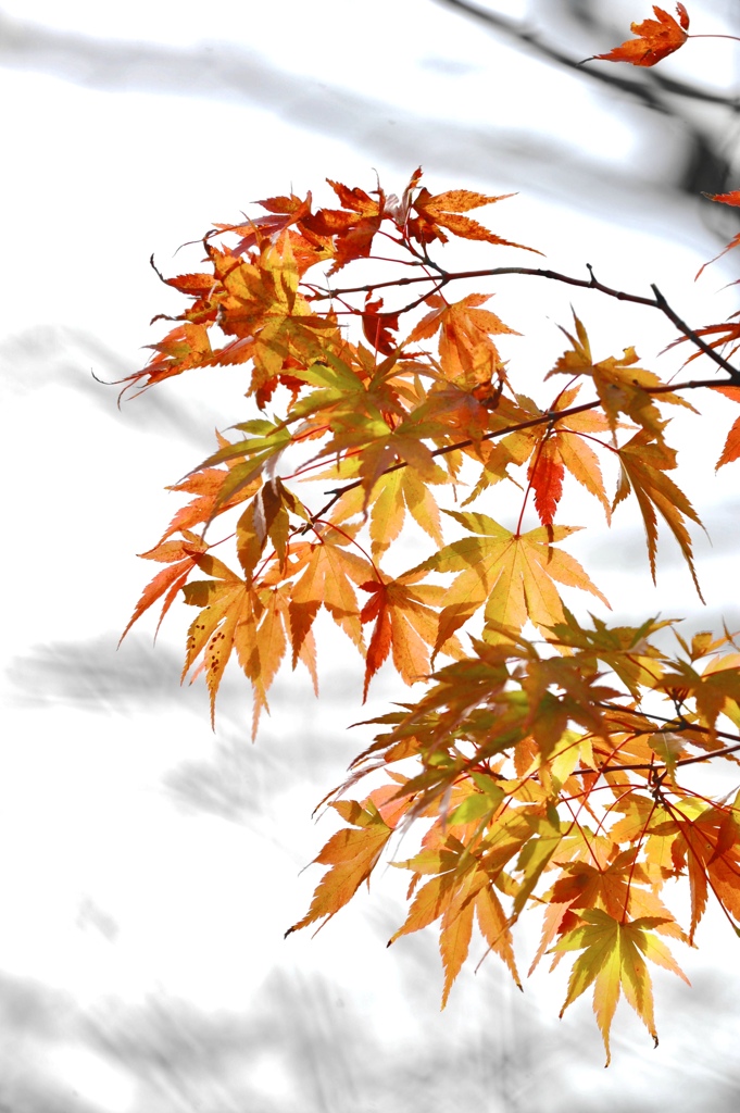 高原の紅葉狩り