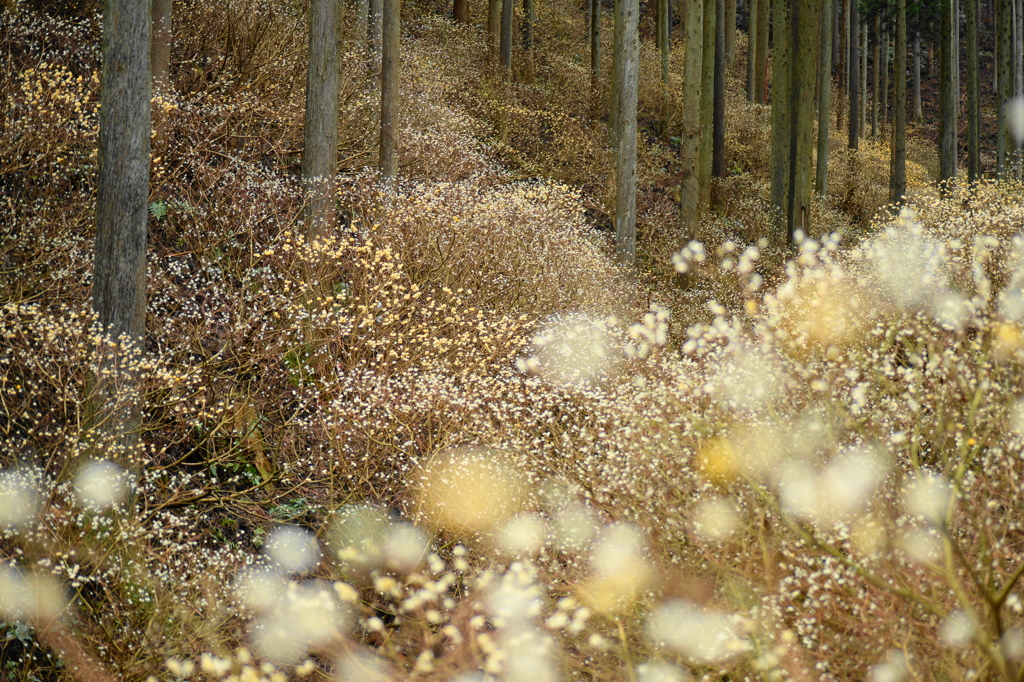 ミツマタ群生地へ