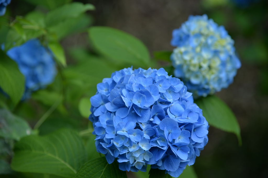 梅雨入り前の紫陽花