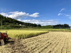 久々の秋晴れで稲刈り
