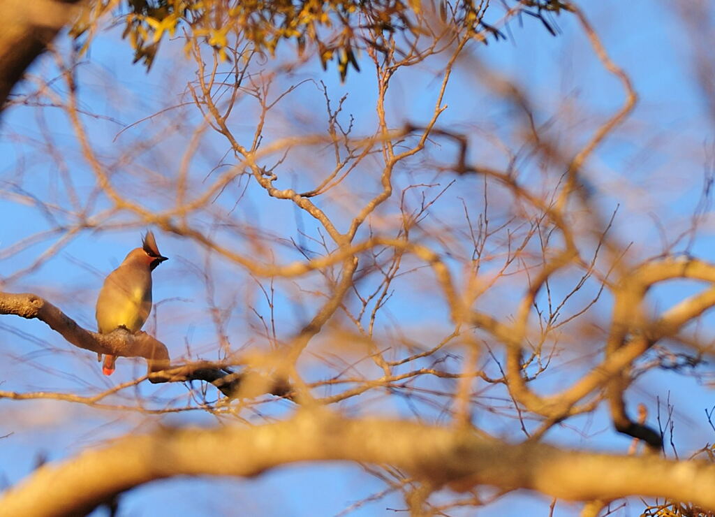 ヒレンジャク　②