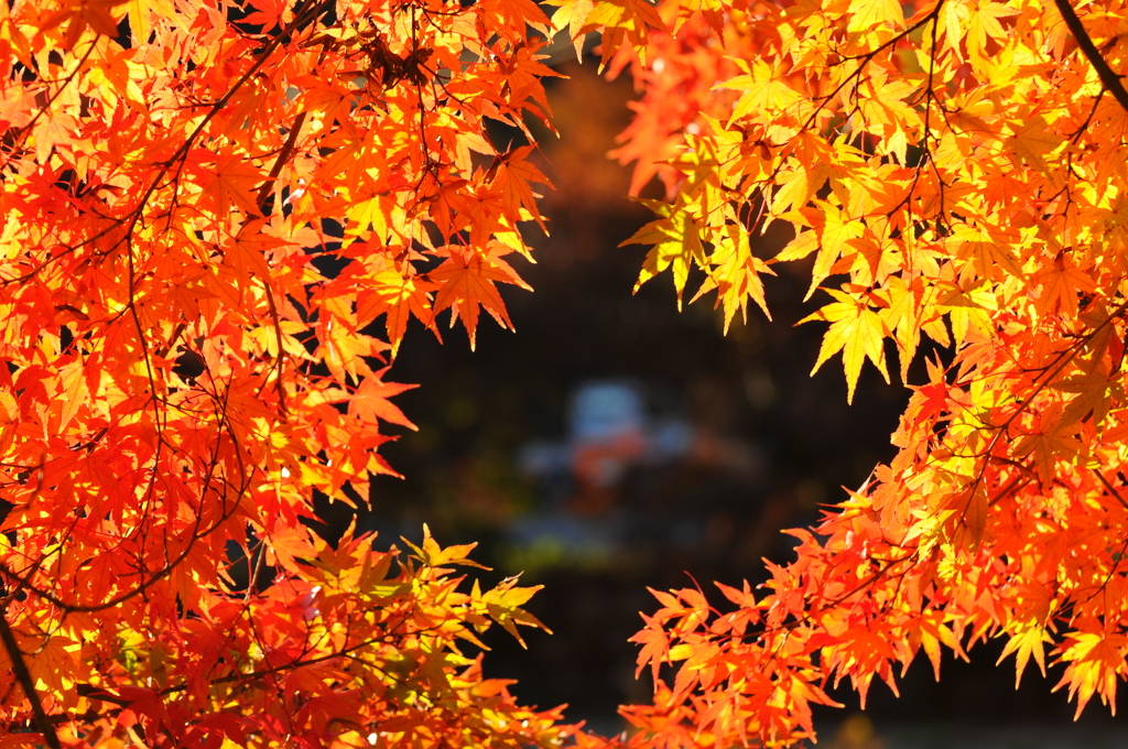 この紅葉の先に何かがあるよ