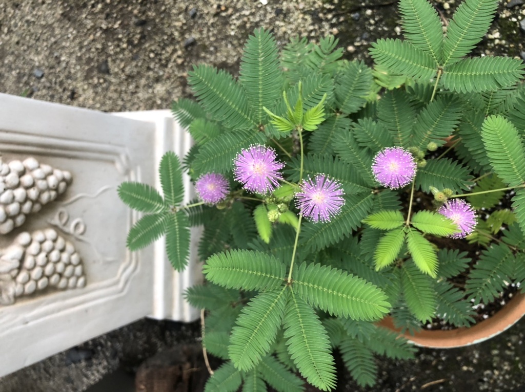 オジギソウの花が咲いたよ