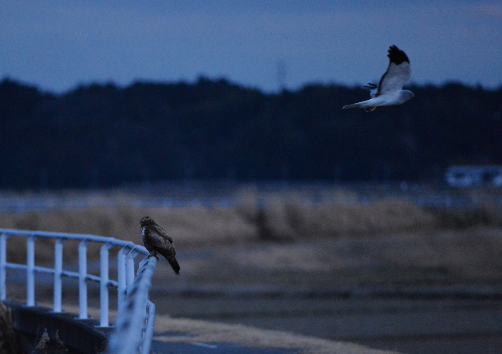 ノスリのチュウヒの共演2