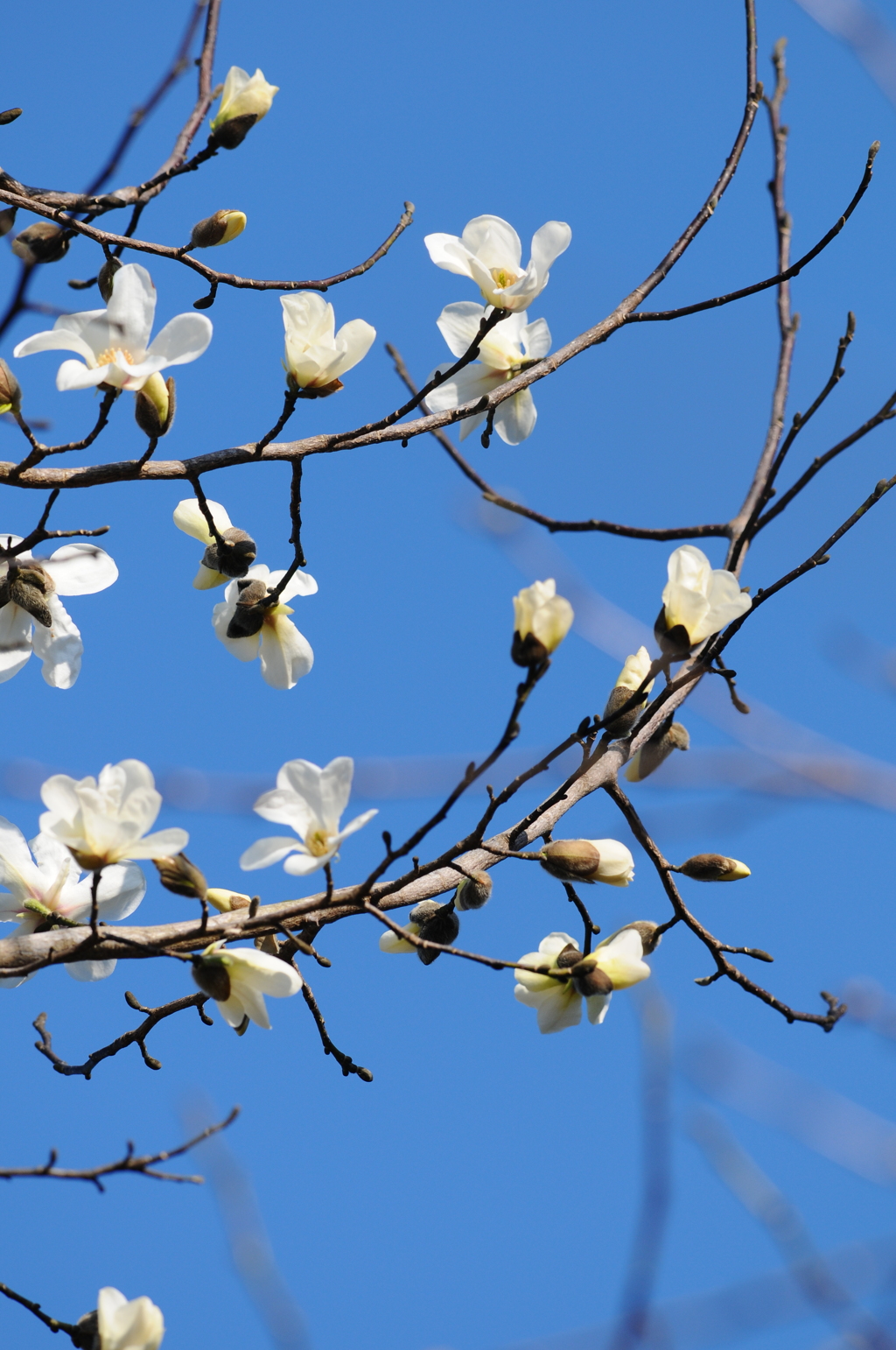早春の山コブシ