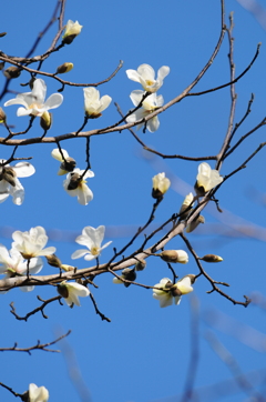 早春の山コブシ