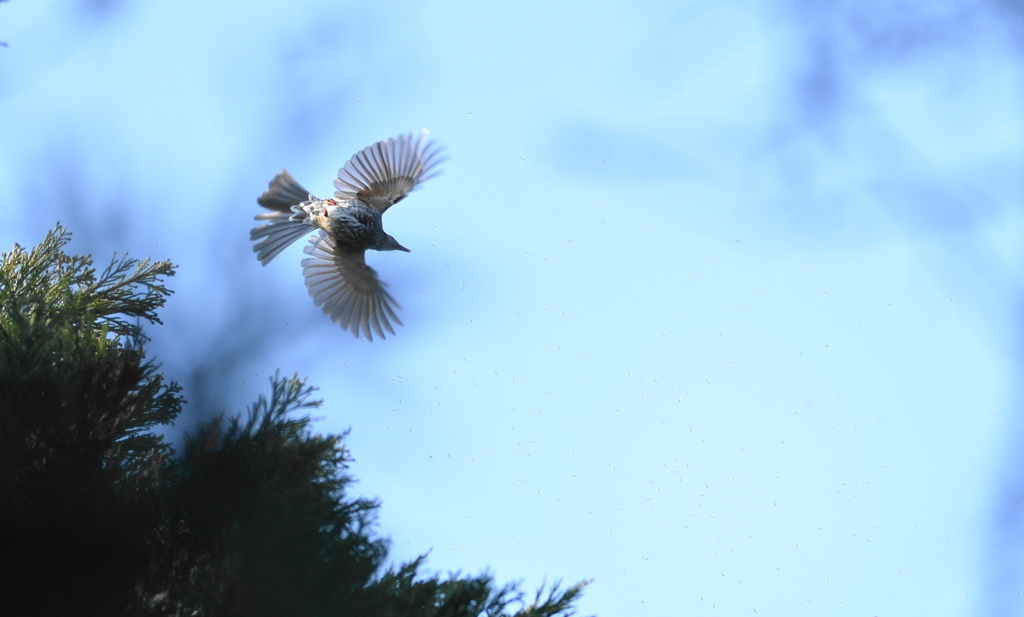 ヒヨドリの捕食