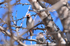 キレンジャク①