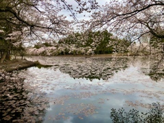 夕暮れに桜咲く