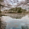 夕暮れに桜咲く