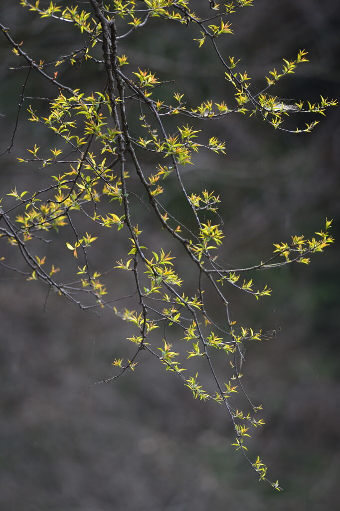 春の息吹