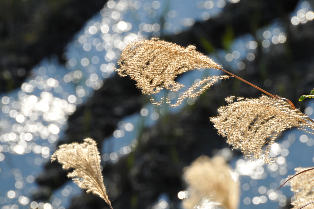 矢祭でみつけたススキの穂