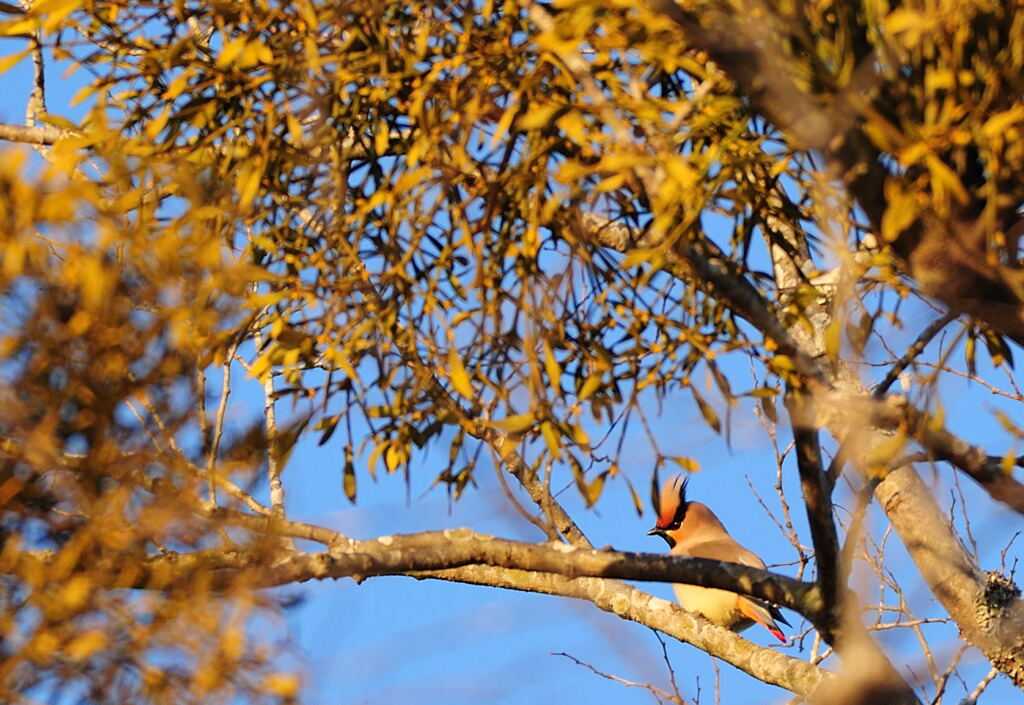 ヒレンジャク　①