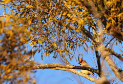 ヒレンジャク　①