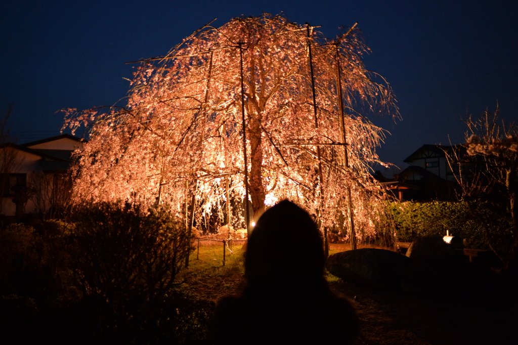 夕暮れにしだれ桜