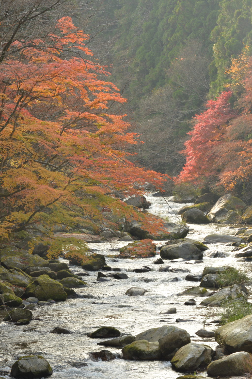 紅葉の渓谷