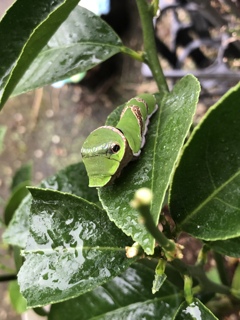 レモンの木から