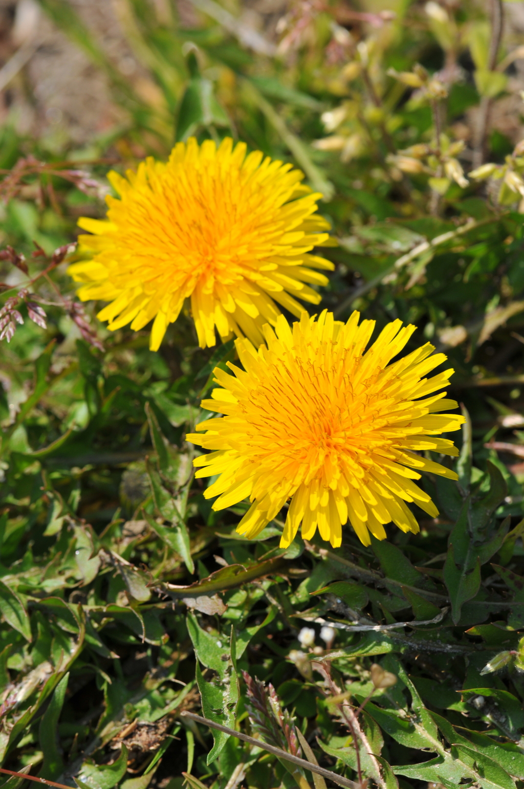 タンポポみっけ