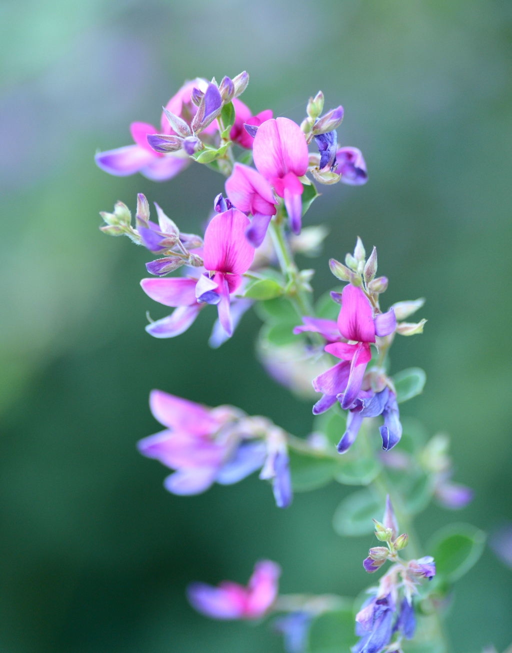 萩の花