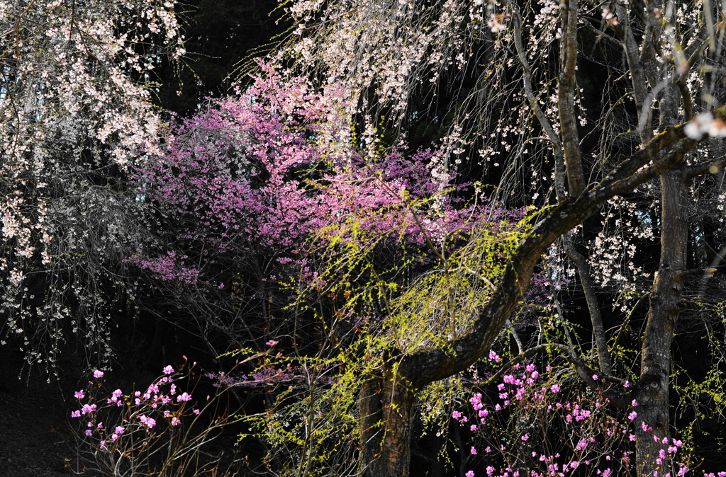 しだれ桜に桃の花