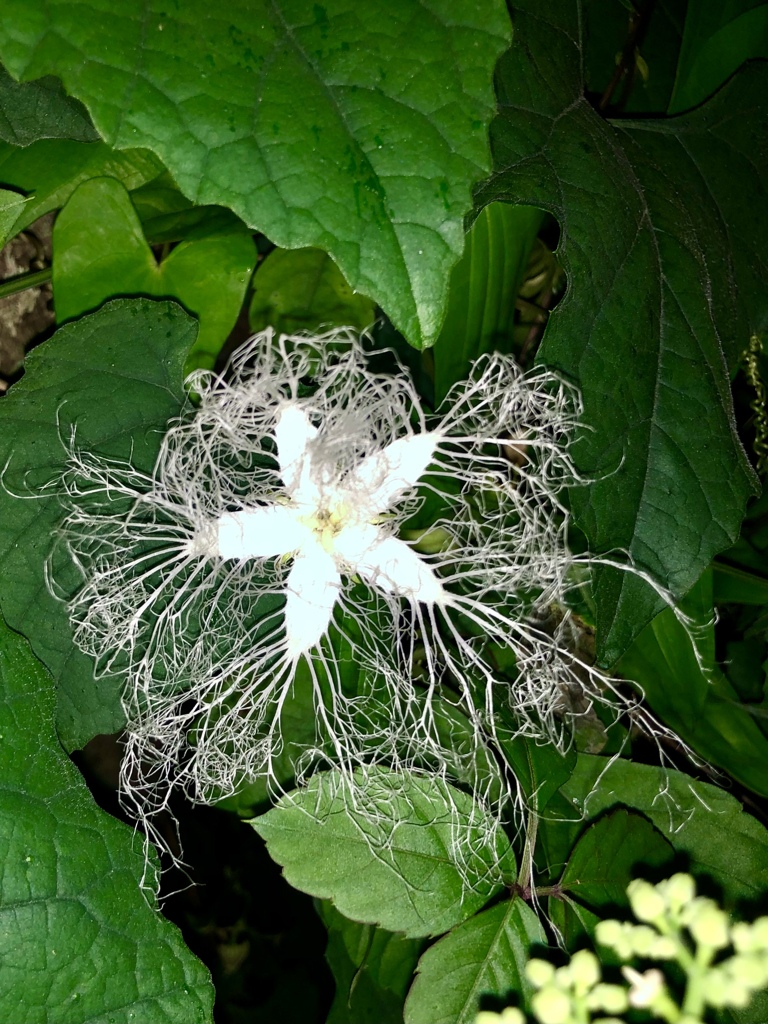 烏瓜の花が咲いた