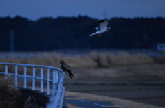 ノスリとチュウヒの共演
