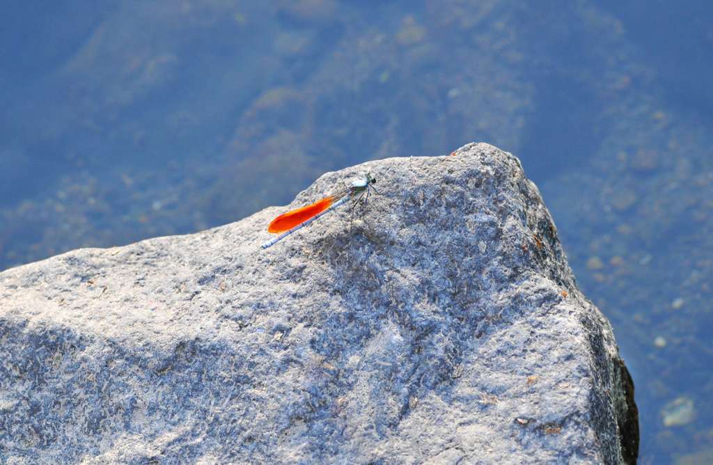 赤いイトトンボ