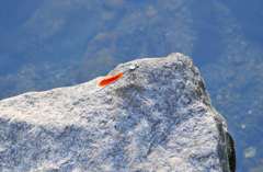 赤いイトトンボ