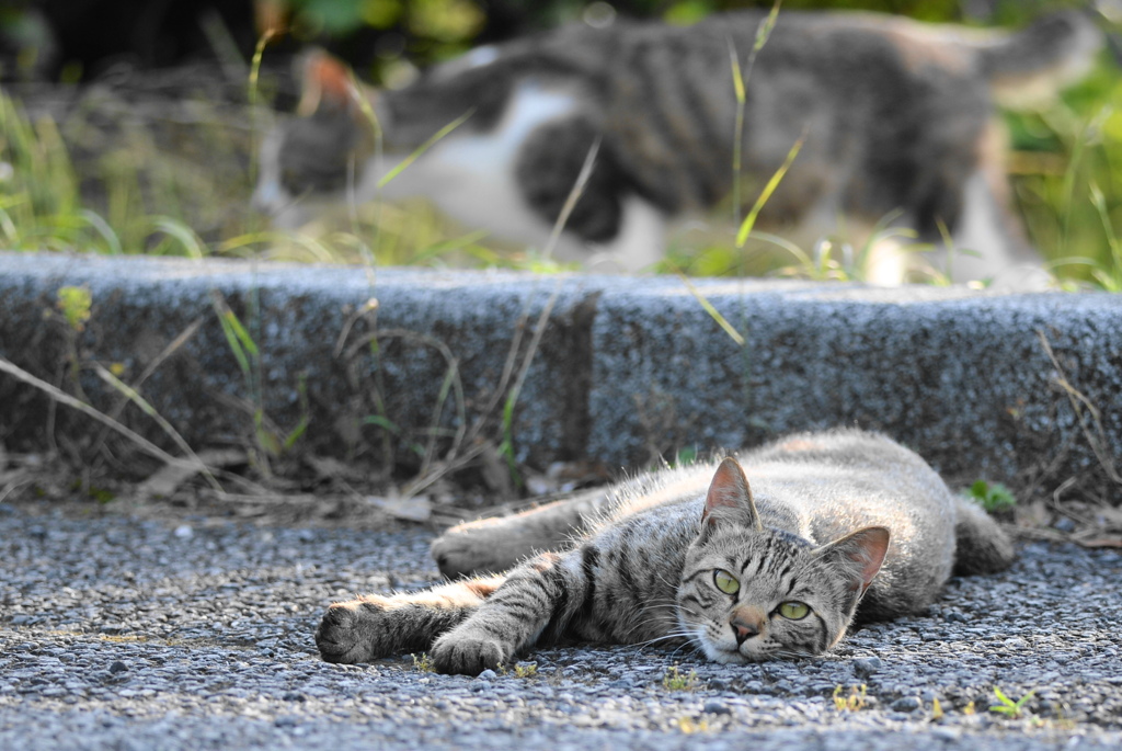 リラックスの猫